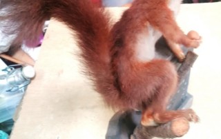 Écureuil roux naturalisé