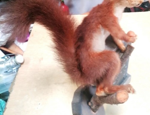 Écureuil roux naturalisé