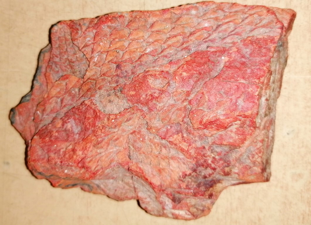 Fossile avec écailles et tête de poisson