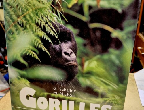 Livre « Gorilles les survivants des Birunga » par g. schaller et m. nichols